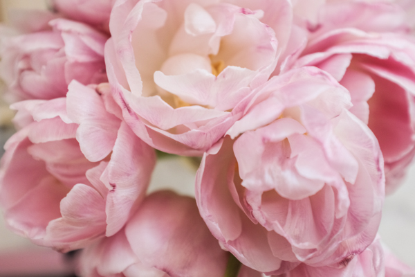 Pink Tulips 