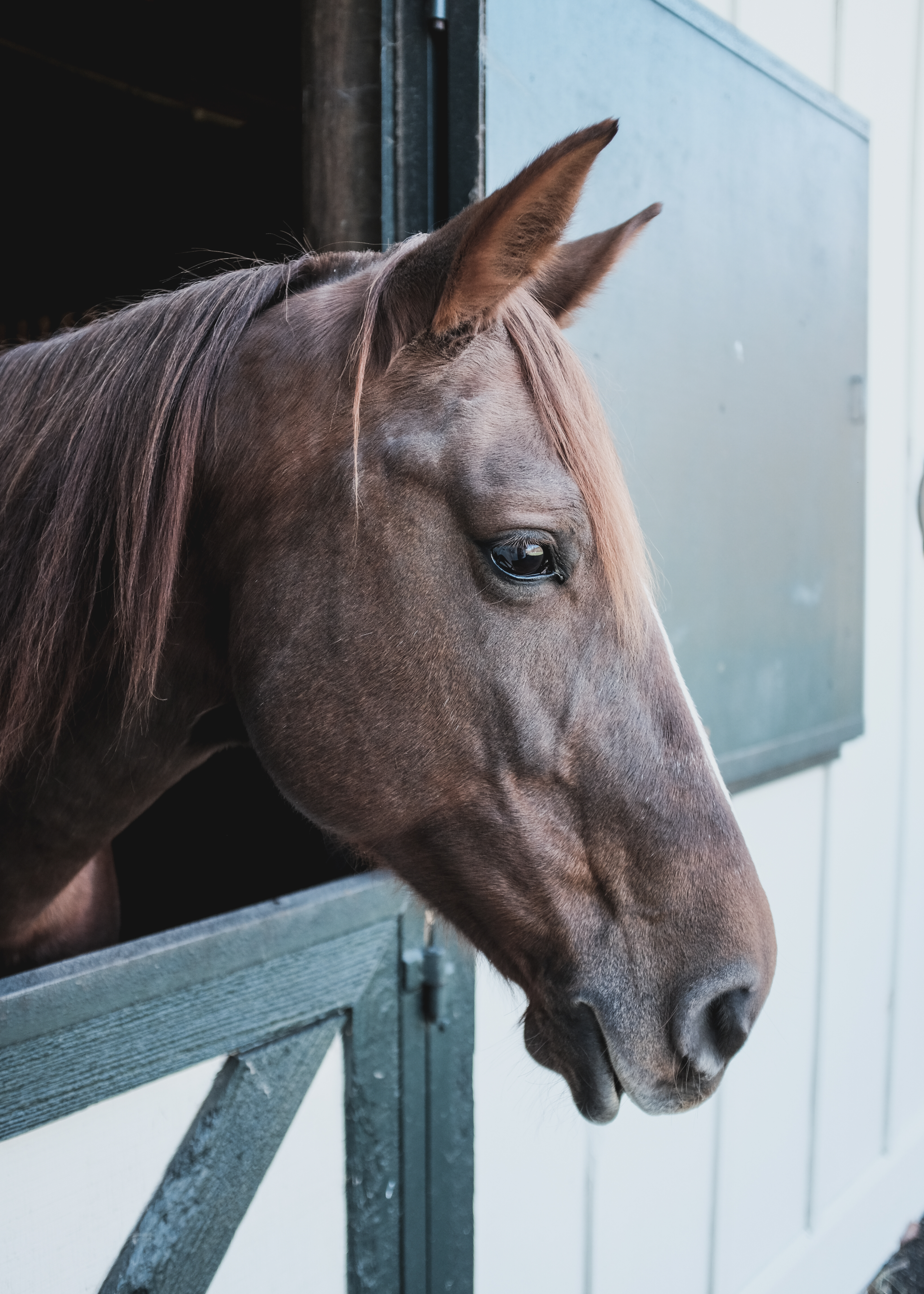 brown Horse 