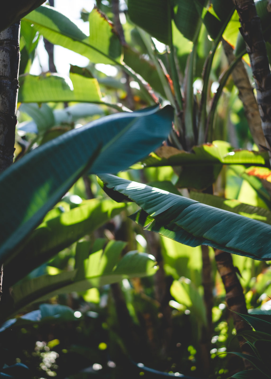 Palm Tree Leaves