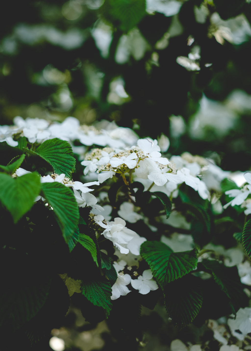 White Flowers on Tree 