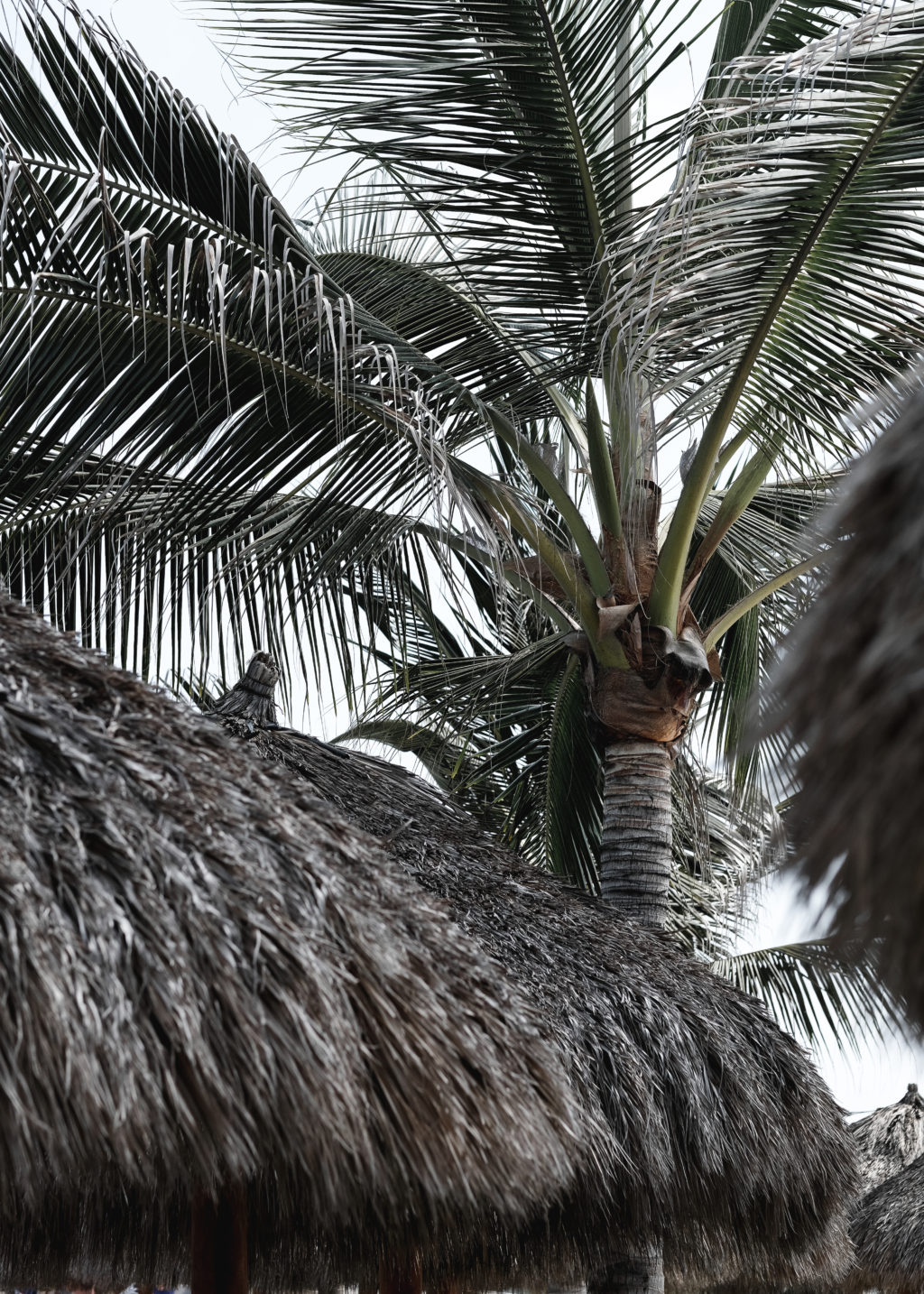 Palm Tree in Mexico 