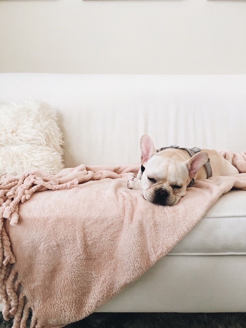 French Bulldog Instagram 