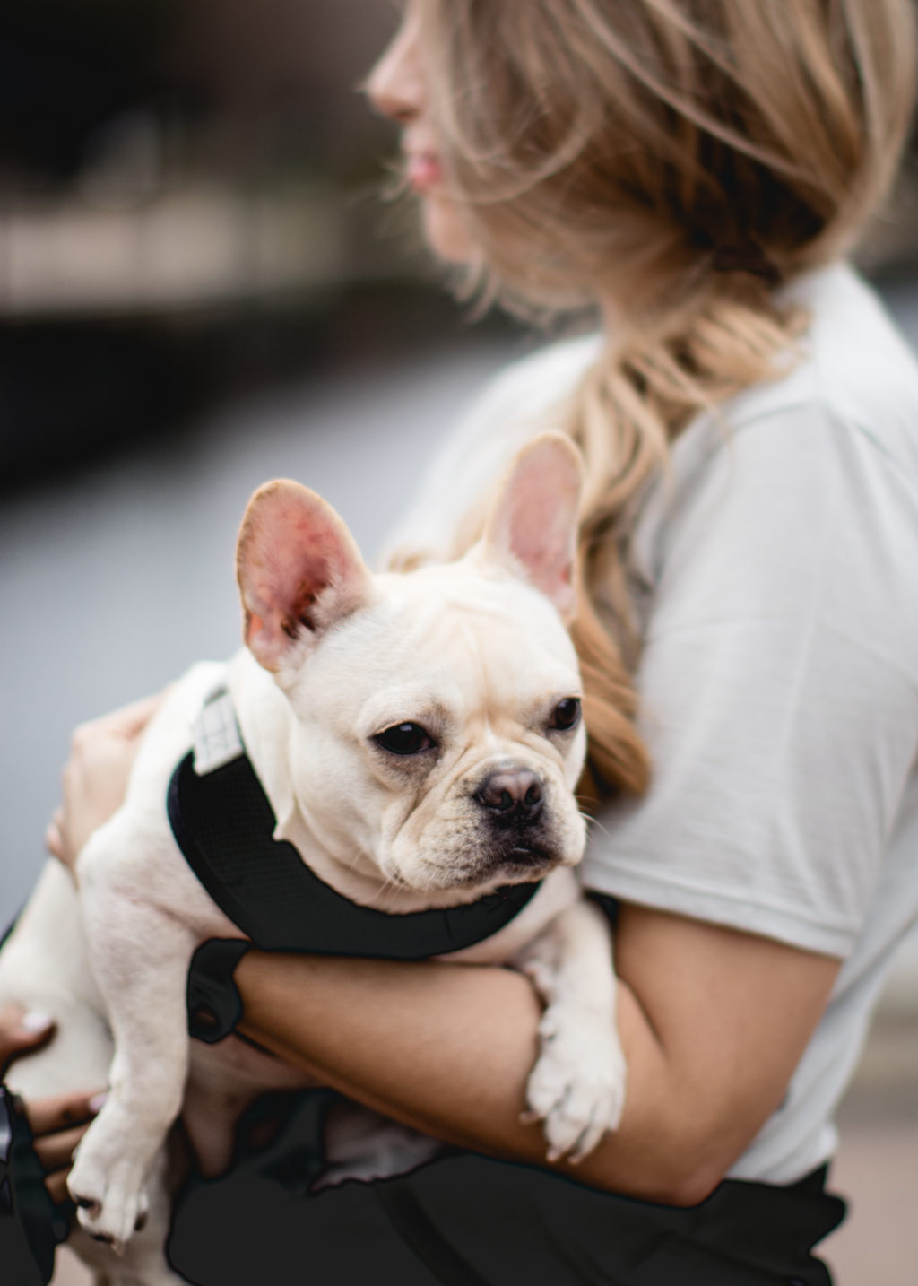 Cream French Bulldog 